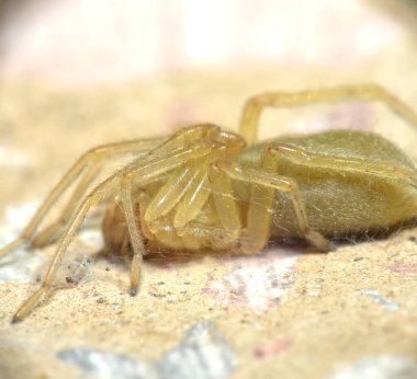 Small spider is in the frame.  Macro.  Kharkov, Ukraine