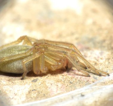 Small spider is in the frame.  Macro.  Kharkov, Ukraine