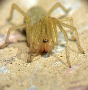 Small spider is in the frame.  Macro.  Kharkov, Ukraine