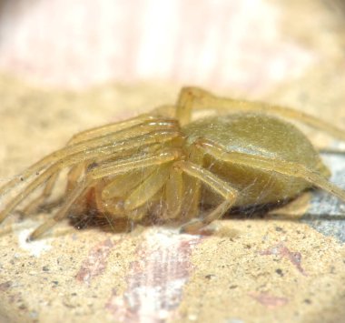 Small spider is in the frame.  Macro.  Kharkov, Ukraine