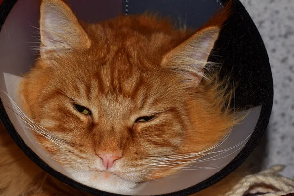 Sad ill Red Maine Coon cat in a veterinary collar. Kharkov, Ukraine