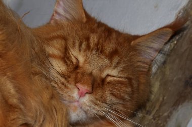 Portrait of a funny red Maine Coon cat.  Kharkov, Ukraine