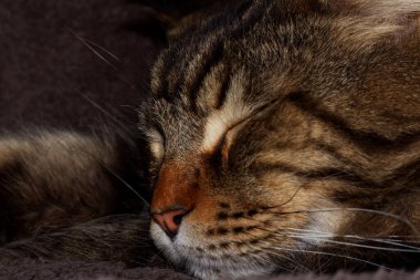 Portrait of a gray cat named Fedor Maine Coon.  Kharkov, Ukraine