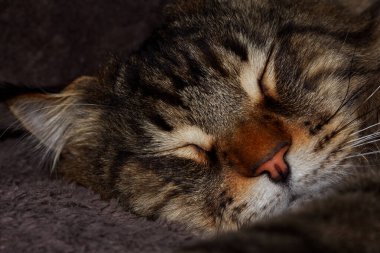 Portrait of a gray cat named Fedor Maine Coon.  Kharkov, Ukraine