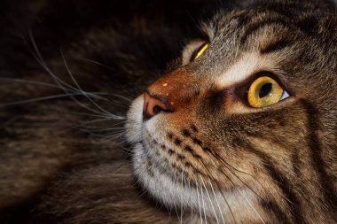 Portrait of a gray cat named Fedor Maine Coon.  Kharkov, Ukraine