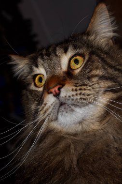 Portrait of a gray cat named Fedor Maine Coon.  Kharkov, Ukraine