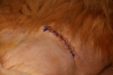 Stitched wound after hip surgery in a Maine Coon cat.  Kharkov, Ukraine