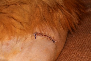 Stitched wound after hip surgery in a Maine Coon cat.  Kharkov, Ukraine