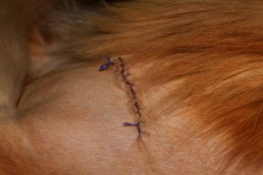 Stitched wound after hip surgery in a Maine Coon cat.  Kharkov, Ukraine