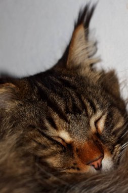 Portrait of a cute Maine Coon cat Fedora.  Kharkov, Ukraine