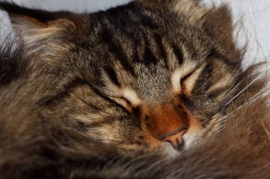Portrait of a cute Maine Coon cat Fedora.  Kharkov, Ukraine