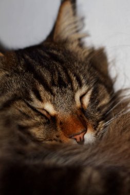 Portrait of a cute Maine Coon cat Fedora.  Kharkov, Ukraine