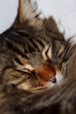 Portrait of a cute Maine Coon cat Fedora.  Kharkov, Ukraine