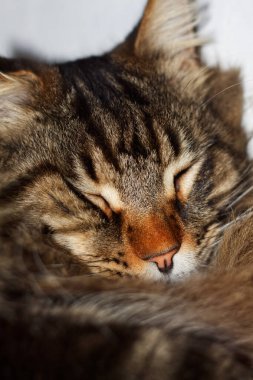 Portrait of a cute Maine Coon cat Fedora.  Kharkov, Ukraine