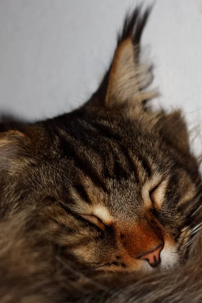 Portrait of a cute Maine Coon cat Fedora.  Kharkov, Ukraine