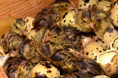 Newly hatched quail eggs.  Kharkov, Ukraine