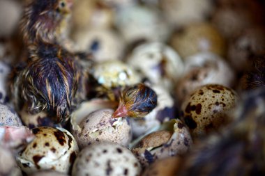 Newly hatched quail eggs.  Kharkov, Ukraine