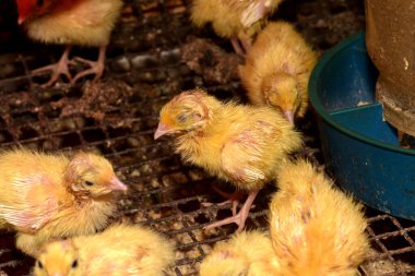 Newly hatched quail eggs.  Kharkov, Ukraine