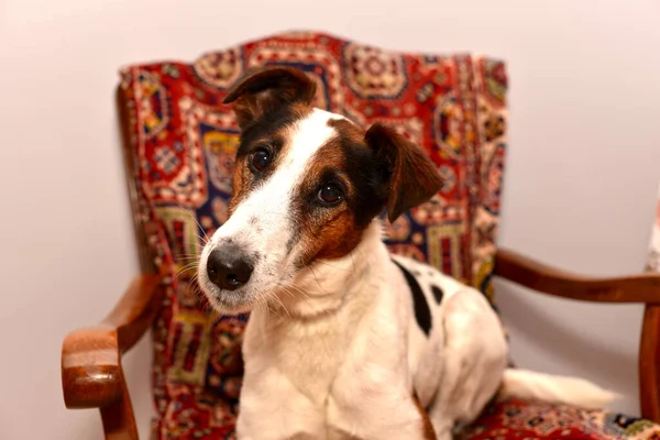 Portrait of a smooth-haired fox terrier named Veysey.  Kharkov, Ukraine