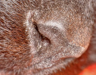 The nose of a black cat named Eugene.  Macro.  Kharkov, Ukraine