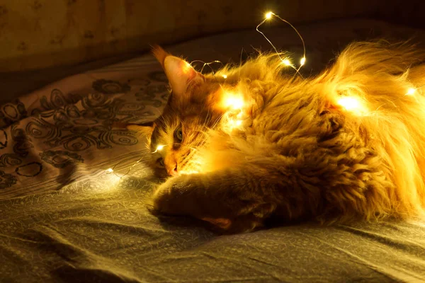 Red cat plays with a garland in the dark. Main coon.  Kharkov, Ukraine