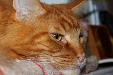 Portrait of a funny ginger Maine Coon cat named Archibald.  Kharkov, Ukraine