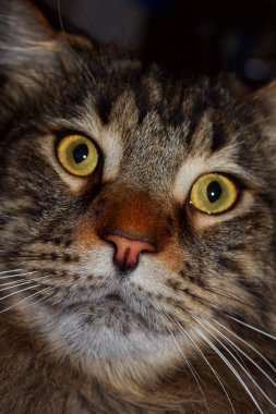 Portrait of a funny gray Maine Coon cat named Fedor.  Kharkov, Ukraine