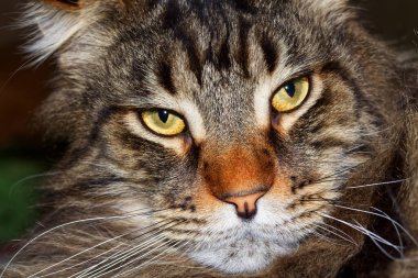 Portrait of a funny gray Maine Coon cat named Fedor.  Kharkov, Ukraine