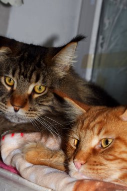 Two brothers of the Maine Coon cat on the windowsill.  Kharkov, Ukraine