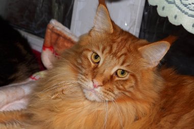 Portrait of a young ginger Maine Coon named Archibald