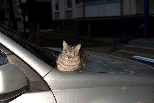 Affectionate gray kitty is resting on the car