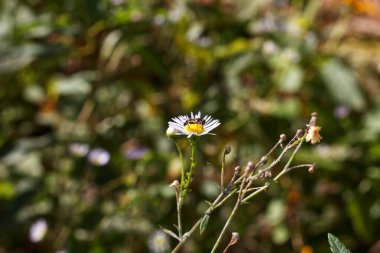 Little fly sits on a white daisy