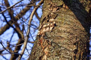 Tree trunk under the winter sun
