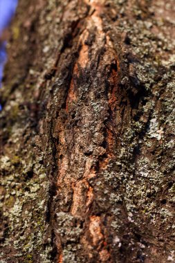 Tree trunk under the winter sun