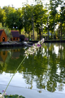 Thalia Dealbata in Kharkiv Gorky Park