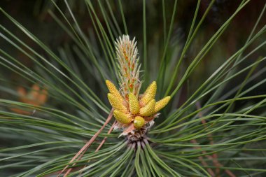 Blooming Acrocon spruce. Spruce pink cones. Macro. Kharkov. Ukraine