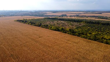 Autumn corn field in the Kharkov region from a bird's eye view.  Drone photo.