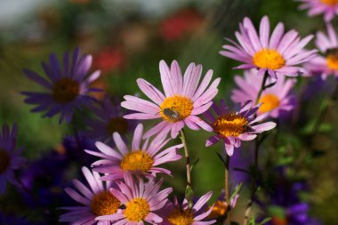 Pembe papatyada küçük bir arı