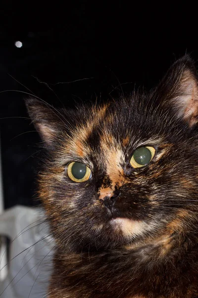 Portret Małej Czarno Brązowej Kotki — Zdjęcie stockowe