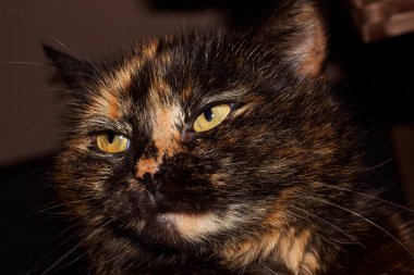 Agatha adında küçük siyah kahverengi bir kedinin portresi.