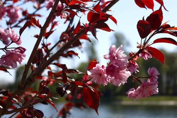 Virágzó Cseresznye Sakura Közel Kolomyia — Stock Fotó