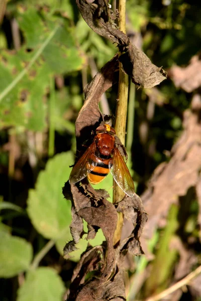 Volucella Zonaria Sits Branch Dry Leaves — Stock Photo, Image