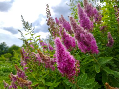 Kharkiv bölgesindeki bir tarlada Spiraa salicifolia ya da Spirea söğüdü