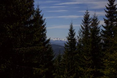 Karanlık ormandan karlı dağların manzarası. Ukrayna Karpatlarının dağlarının kar örtüleri.