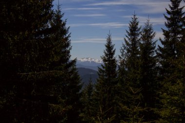Karanlık ormandan karlı dağların manzarası. Ukrayna Karpatlarının dağlarının kar örtüleri.