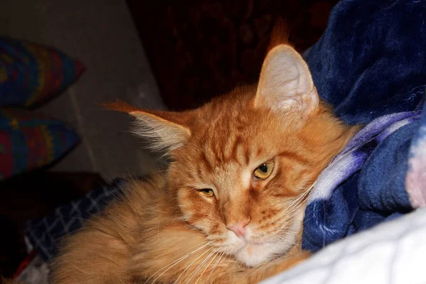 Portrét Legrační Dospělé Zázvoru Maine Mýval Kočka Odpočívá Dlouhém Dni — Stock fotografie