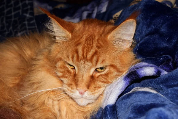 Πορτρέτο Ενός Αστείου Τζίντζερ Maine Coon Γάτα Ανάπαυση Μετά Από — Φωτογραφία Αρχείου