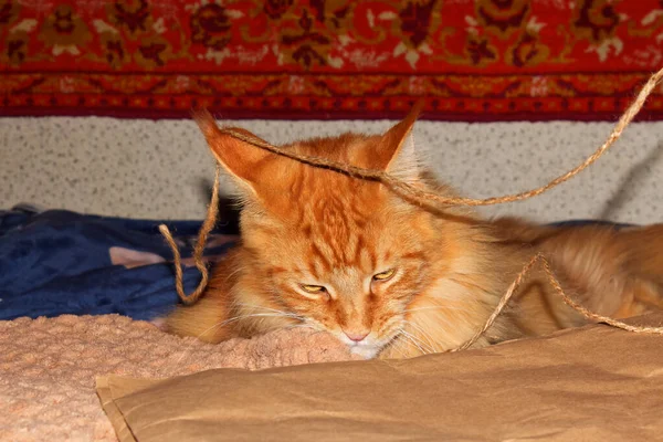 Portrait Funny Adult Ginger Maine Coon Cat Resting Long Day — Stock Photo, Image
