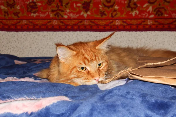 stock image Portrait of a funny adult ginger Maine Coon cat resting after a long day.