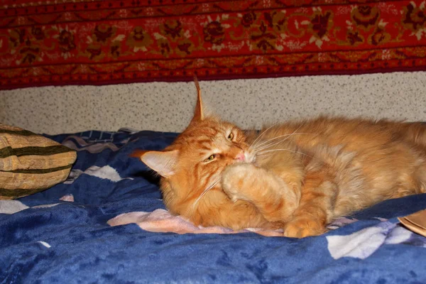 经过漫长的一天休息后 一只有趣的成年姜黄美因河猫的画像 — 图库照片